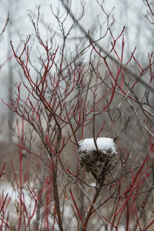 Nest, left in dogwood, Ulau Creek, Wisconsin. 2018.